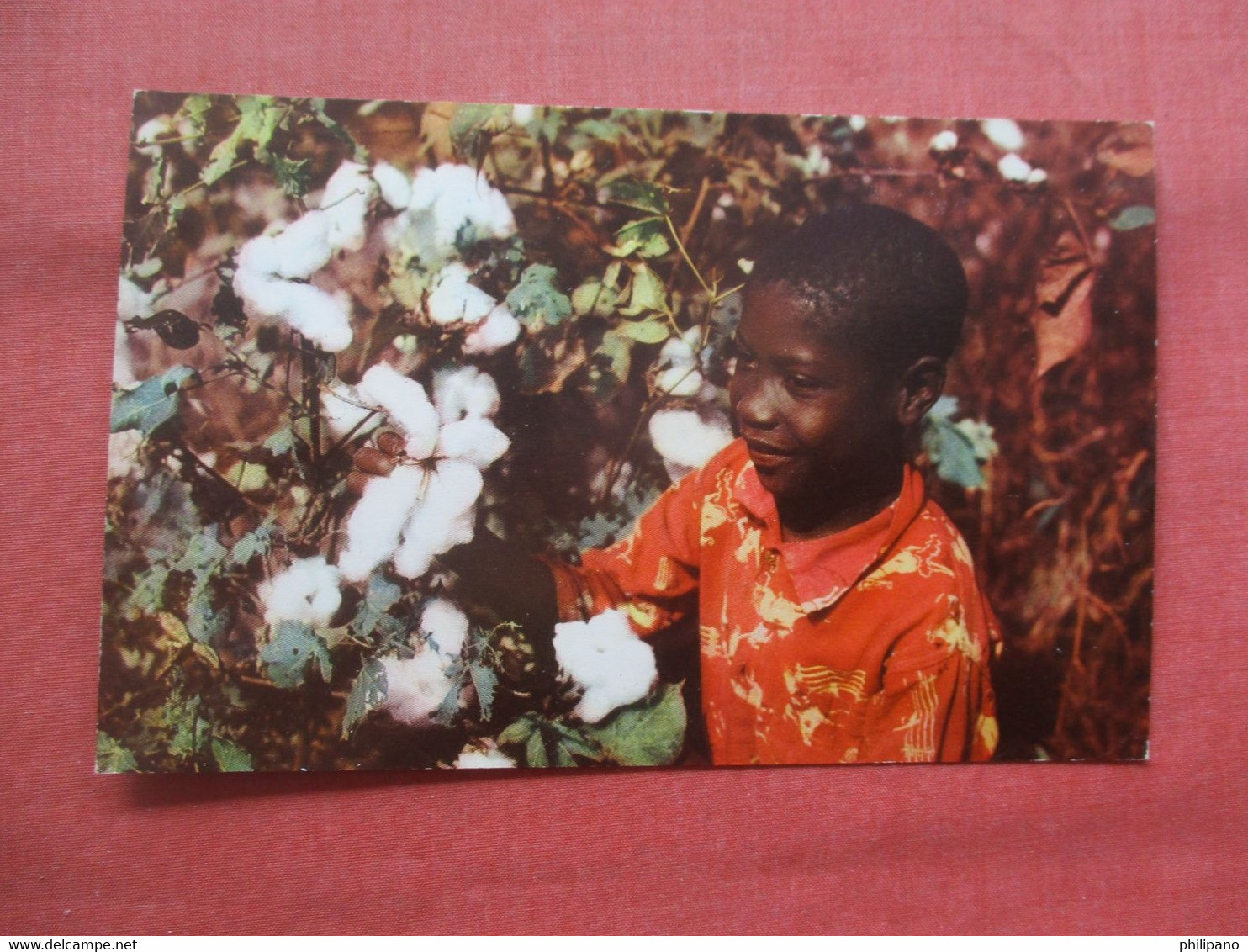 Black Americana  Picking Cotton.            Ref 5486 - Black Americana