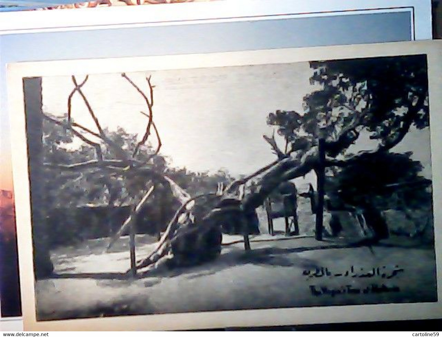 THE VIRGIN'S TREE EGYPTE NEAR CAIRO MATARIA ALBERO DELLA VERGINE  N1900 IN5183 - Matareya