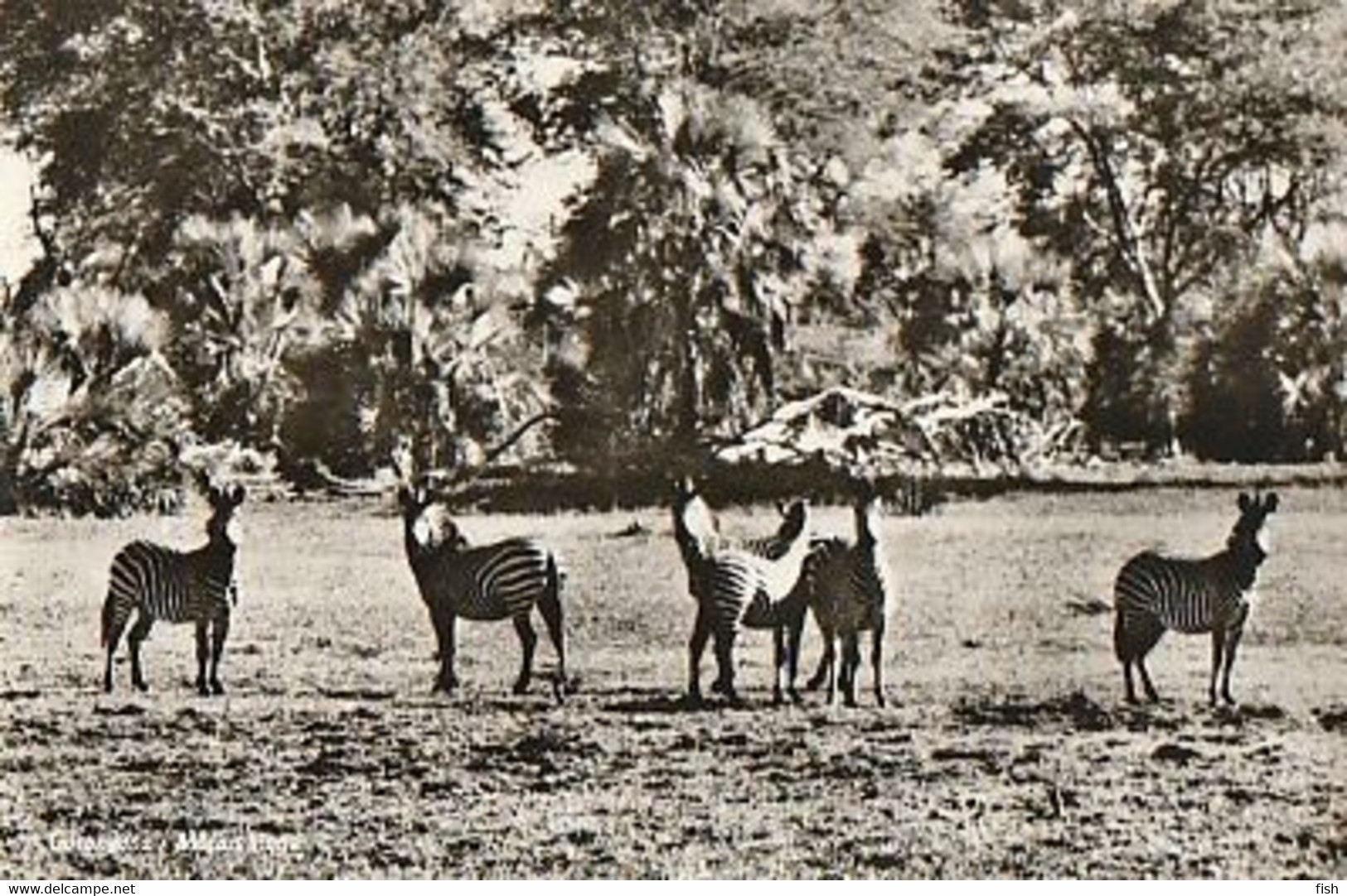 Mozambique ** & Postal, Znimals Of Mozambique,, Beira, Gorongosa, Zebras,Equus Burchelli (79799) - Zebras
