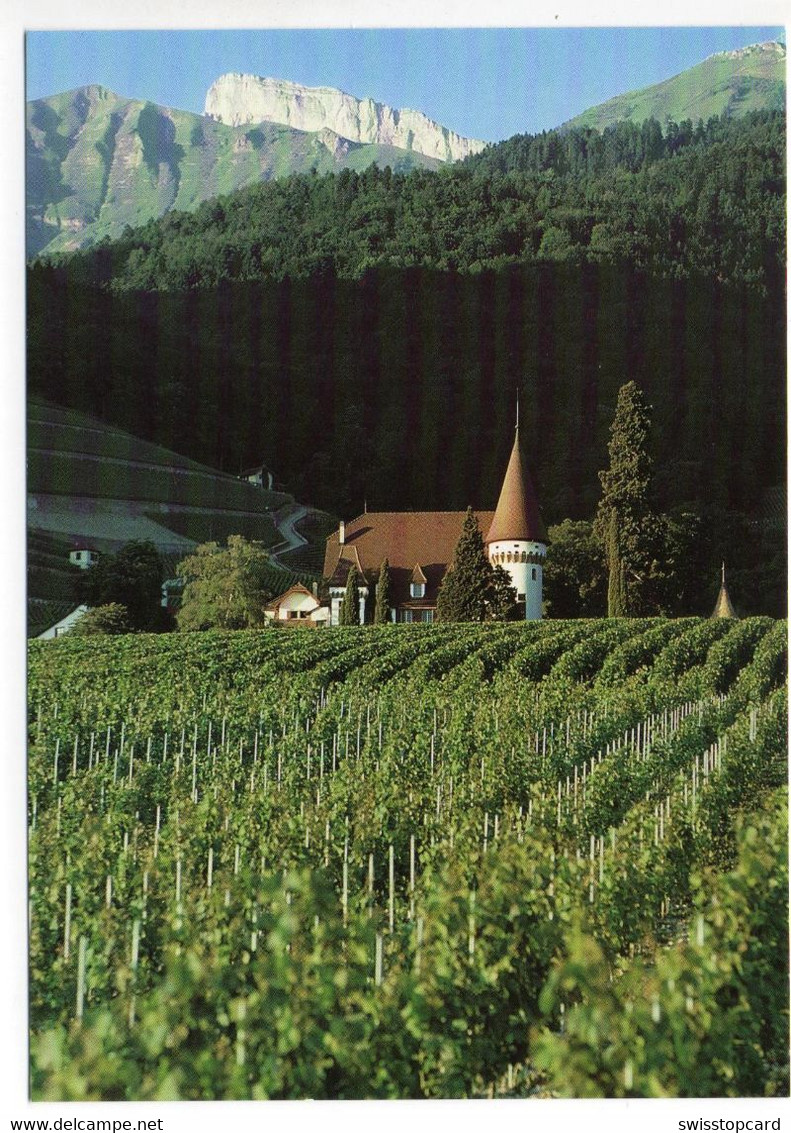 YVORNE La Vigne Weinbau - Yvorne
