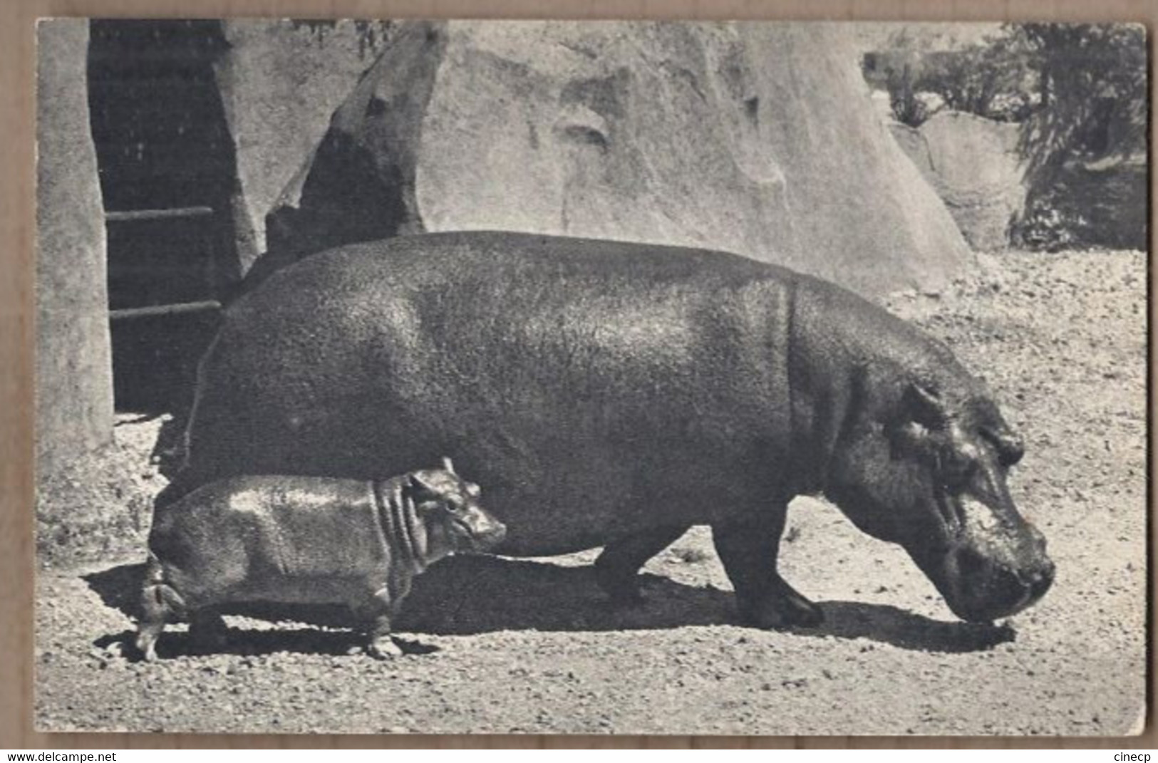 CPSM 94 - VINCENNES - ZOO De VINCENNES - HIPPOPOTAME Et Son Petit - TB PLAN - Parc Zoologique - Hippopotamuses