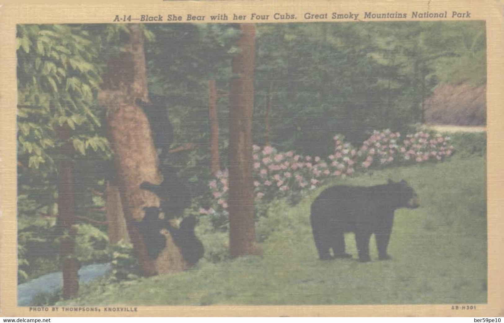 ETATS-UNIS  TENNESSEE  BLACK SHE BEAR WITH HER FOUR CUBS GREAT SMOKY MOUNTAINS NATIONAL PARK - Smokey Mountains