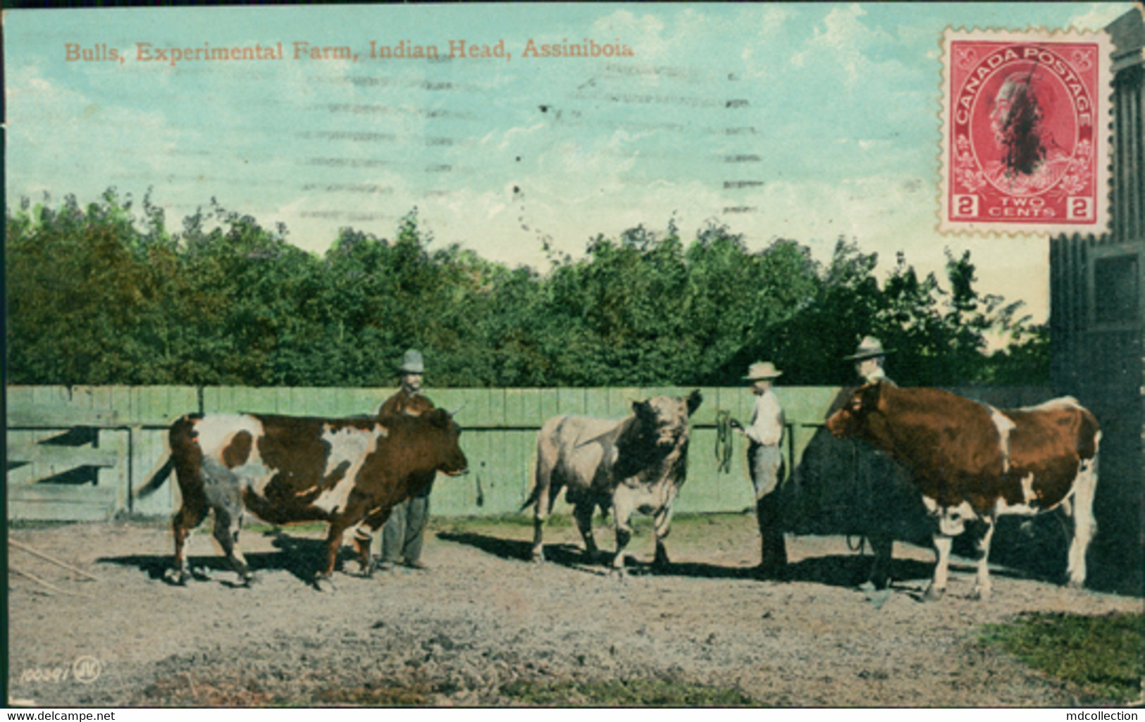 CA ASSINIBOIA /  Bulls, Experimental Farm IIndian Head / CARTE COULEUR - Sonstige & Ohne Zuordnung