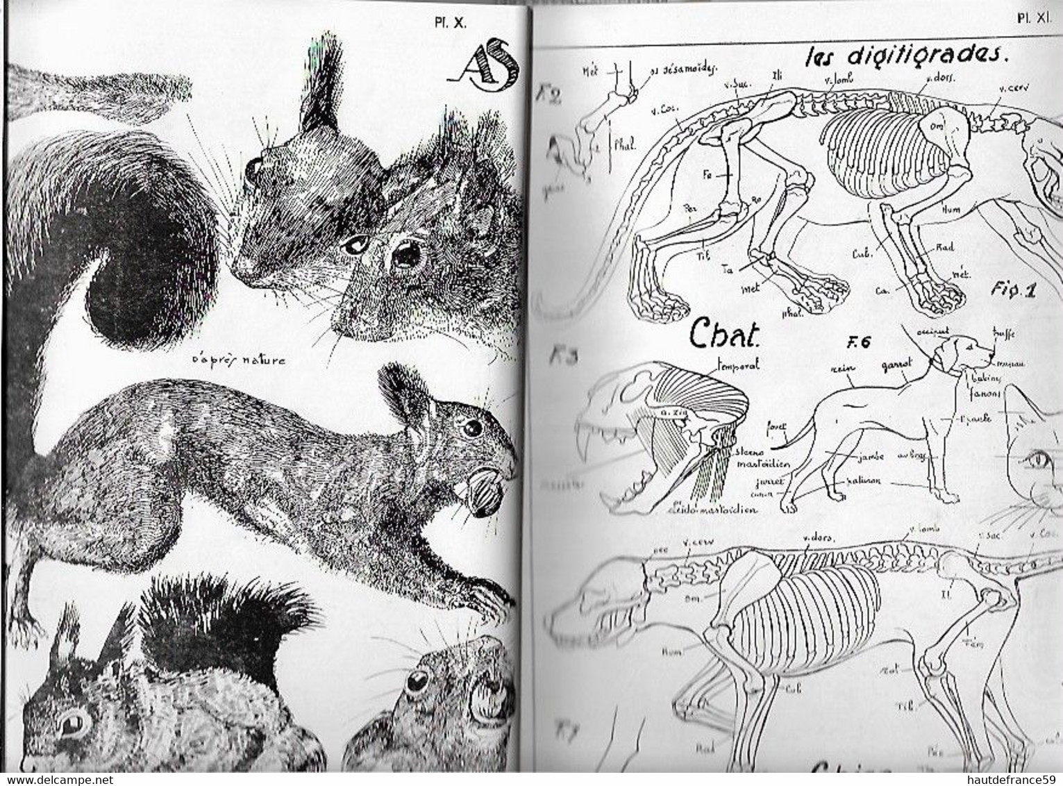 enseignement du dessin COURS STUDIO  1947 CROQUIS D ANIMAUX  cours V - La Louvière Belgique nombreux dessins schémas