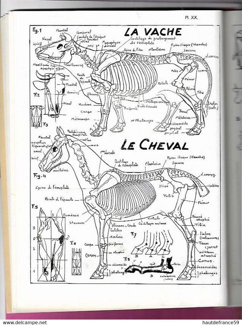 enseignement du dessin COURS STUDIO  1947 CROQUIS D ANIMAUX  cours V - La Louvière Belgique nombreux dessins schémas