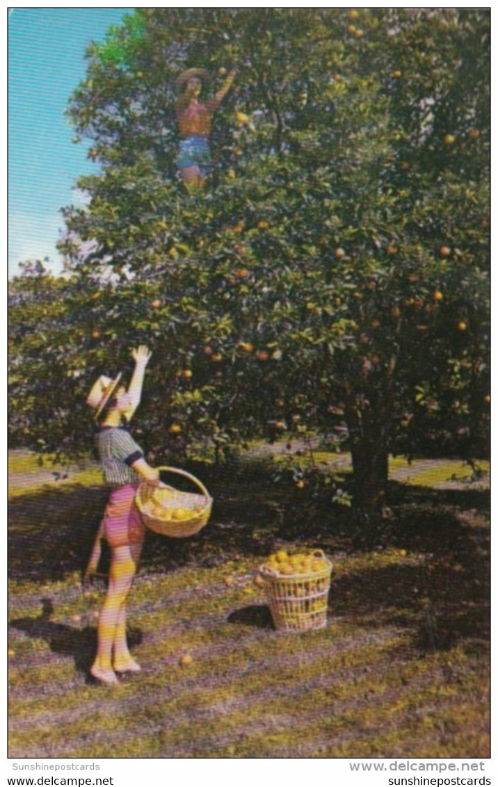 Florida Fort Lauderdale Picking Oranges At Floyd Wray's Flamingo Groves - Fort Lauderdale