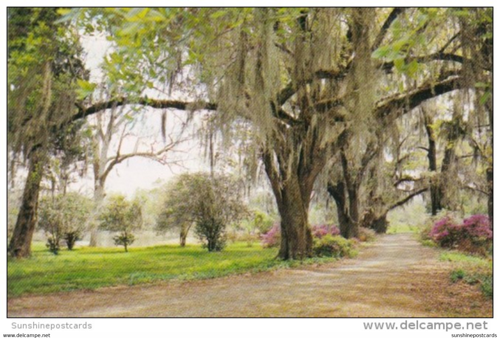 Louisiana Baton Rouge Spanish Moss Oak Trees And Azaleas - Baton Rouge