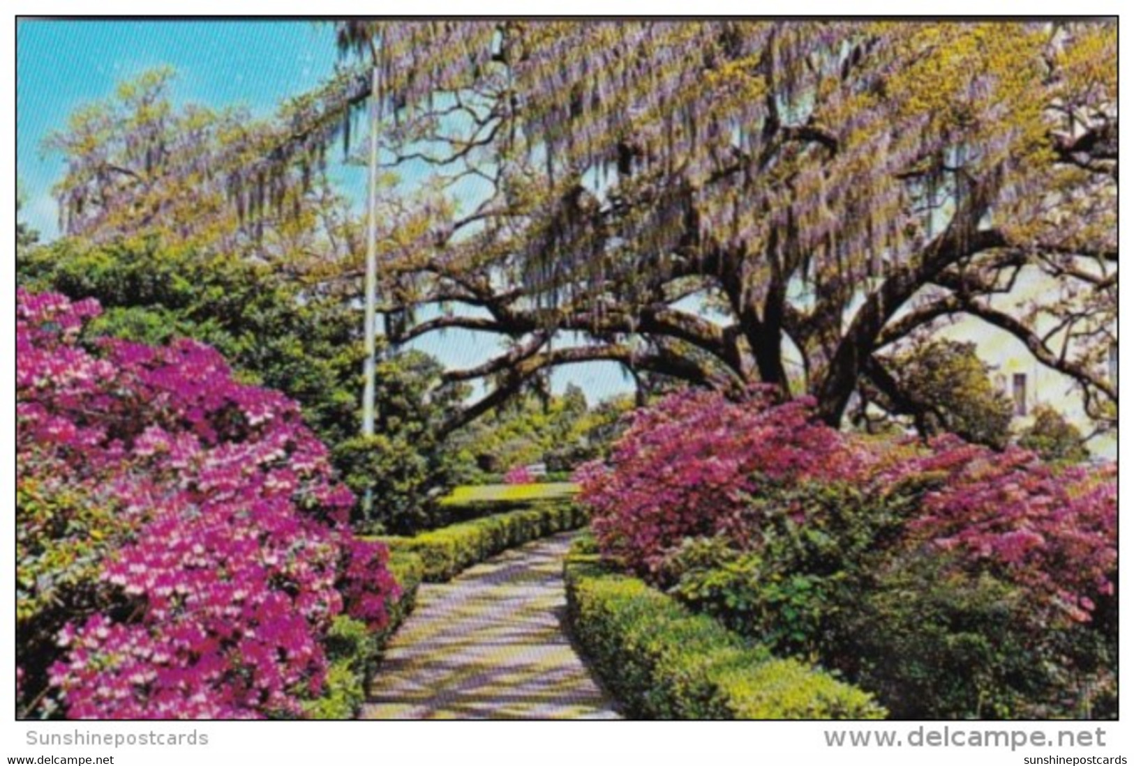 Louisiana Baton Rouge Azaleas In Bloom In Calitol Gardens - Baton Rouge