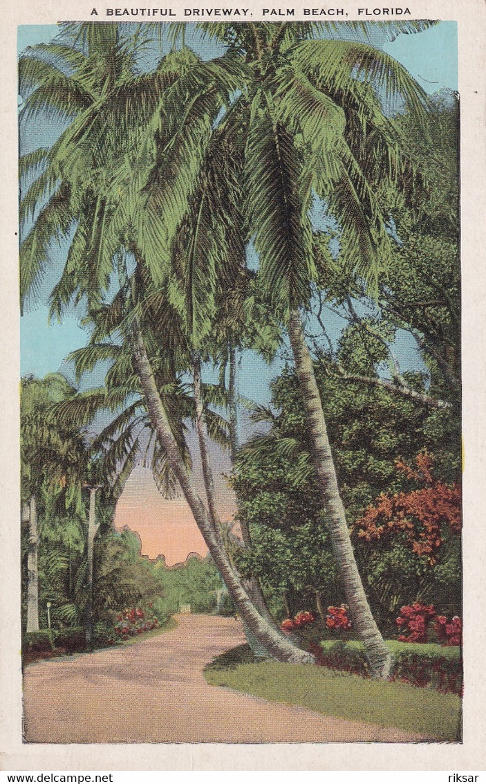 ETATS UNIS(PALM BEACH) ARBRE - Palm Beach