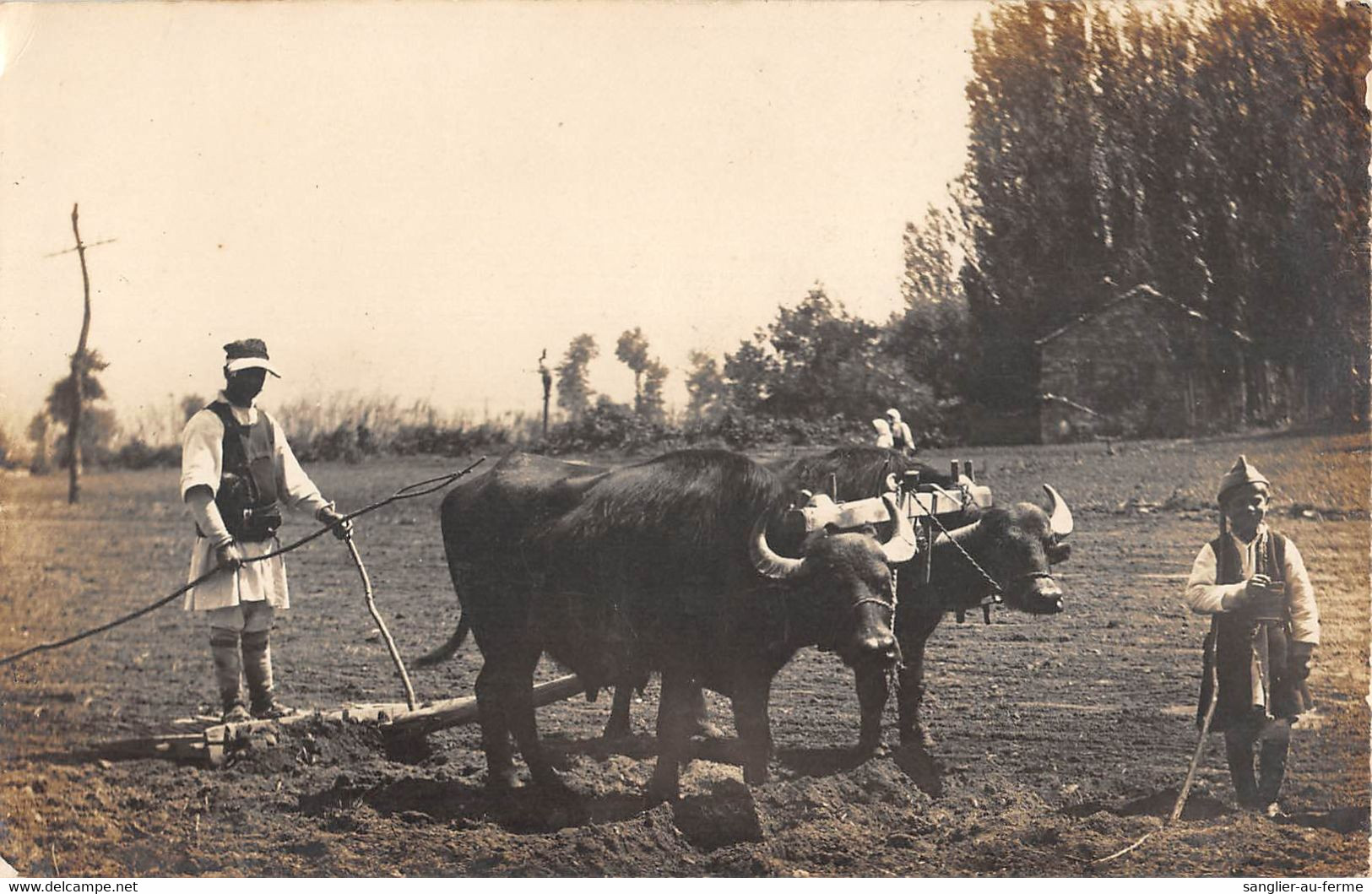 CPA ALBANIE CARTE PHOTO UNE PARIE DE BUFFLES LABOURANT DANS UN CHAMP - Albanie