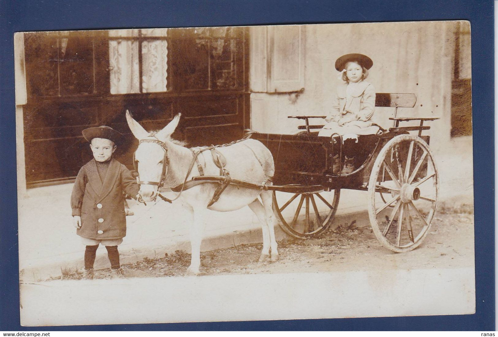 CPA Ane Carte Photo Non Circulé Attelage Voir Dos - Donkeys