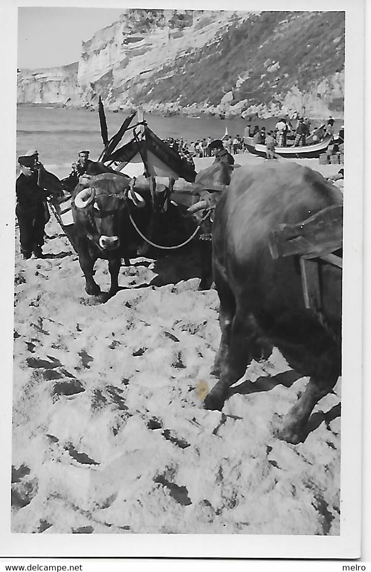 Portugal -NAZARE - Bois Puxando O Barco. -Edição Da Agência Vieira - Nazaré. - Leiria