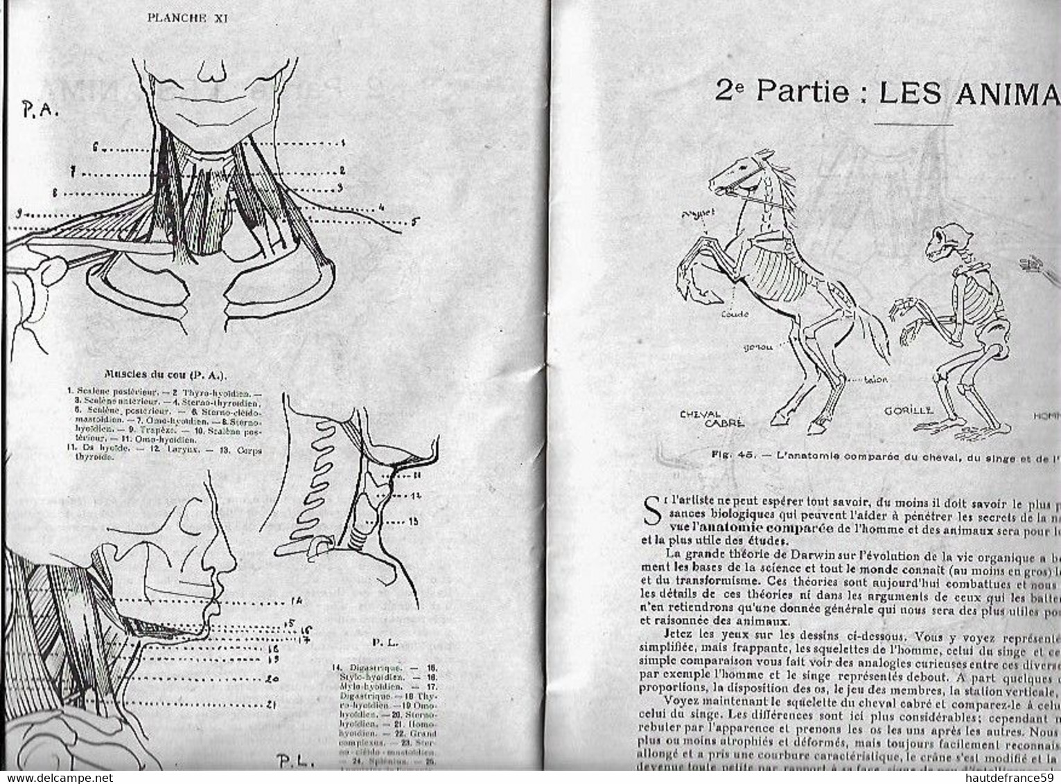 enseignement du dessin COURS A.B.C  Gottschalk 1927 L'ANATOMIE init étude du nu ,les animaux dessins schémas     .