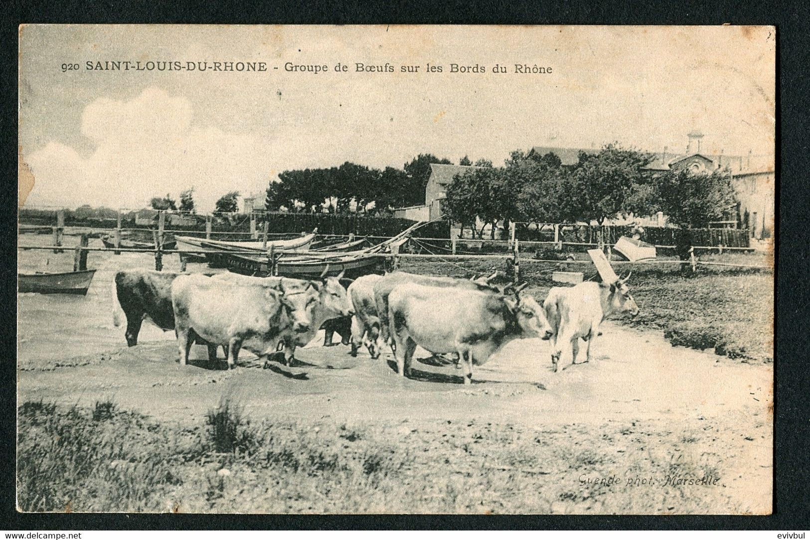 Carte Postale Ancienne 1906 Saint Louis Du Rhône (13) Groupe De Boeufs Sur Les Bords Du Rhône - Saint-Louis-du-Rhône