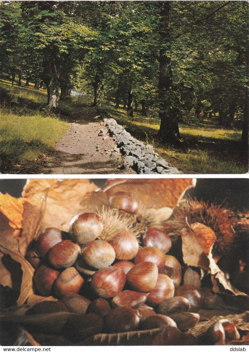 Roccamonfina (Caserta) - Lotto 2 Cartoline - Castagne Di Roccamonfina E Castagneti - Caserta