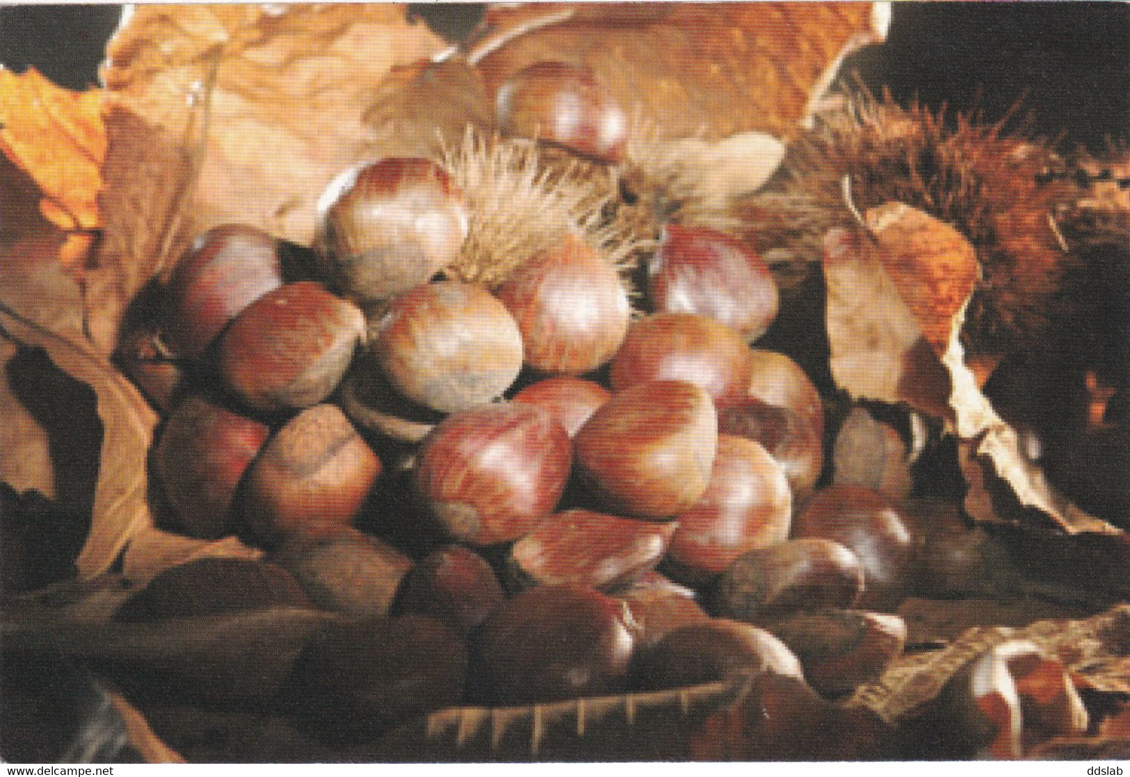 Roccamonfina (Caserta) - Lotto 2 Cartoline - Castagne Di Roccamonfina E Castagneti - Caserta