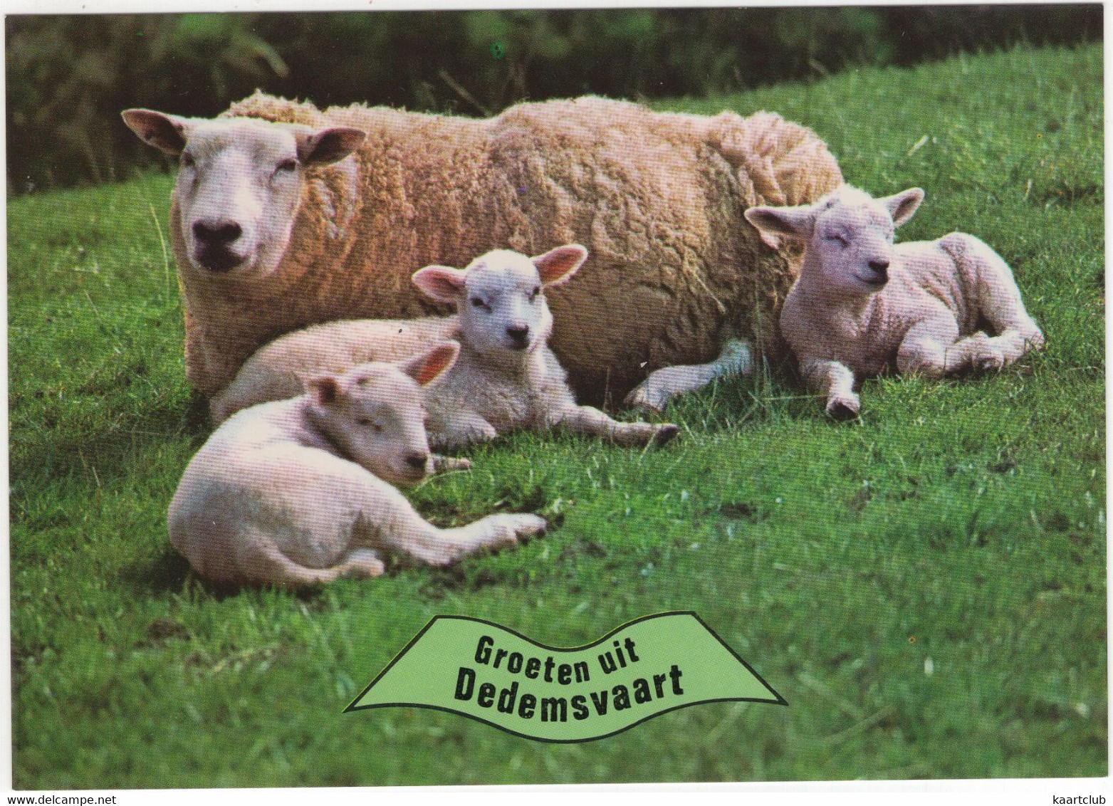 Groeten Uit Dedemsvaart - (Overijssel, Nederland / Holland) - Nr. 701 - Schaap, Lammetjes - Dedemsvaart