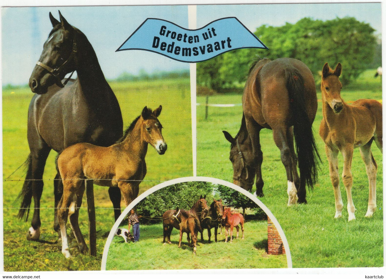 Groeten Uit Dedemsvaart - (Overijssel, Nederland / Holland) - Nr. L 3337 - Paarden, Veulens, Wei - Dedemsvaart
