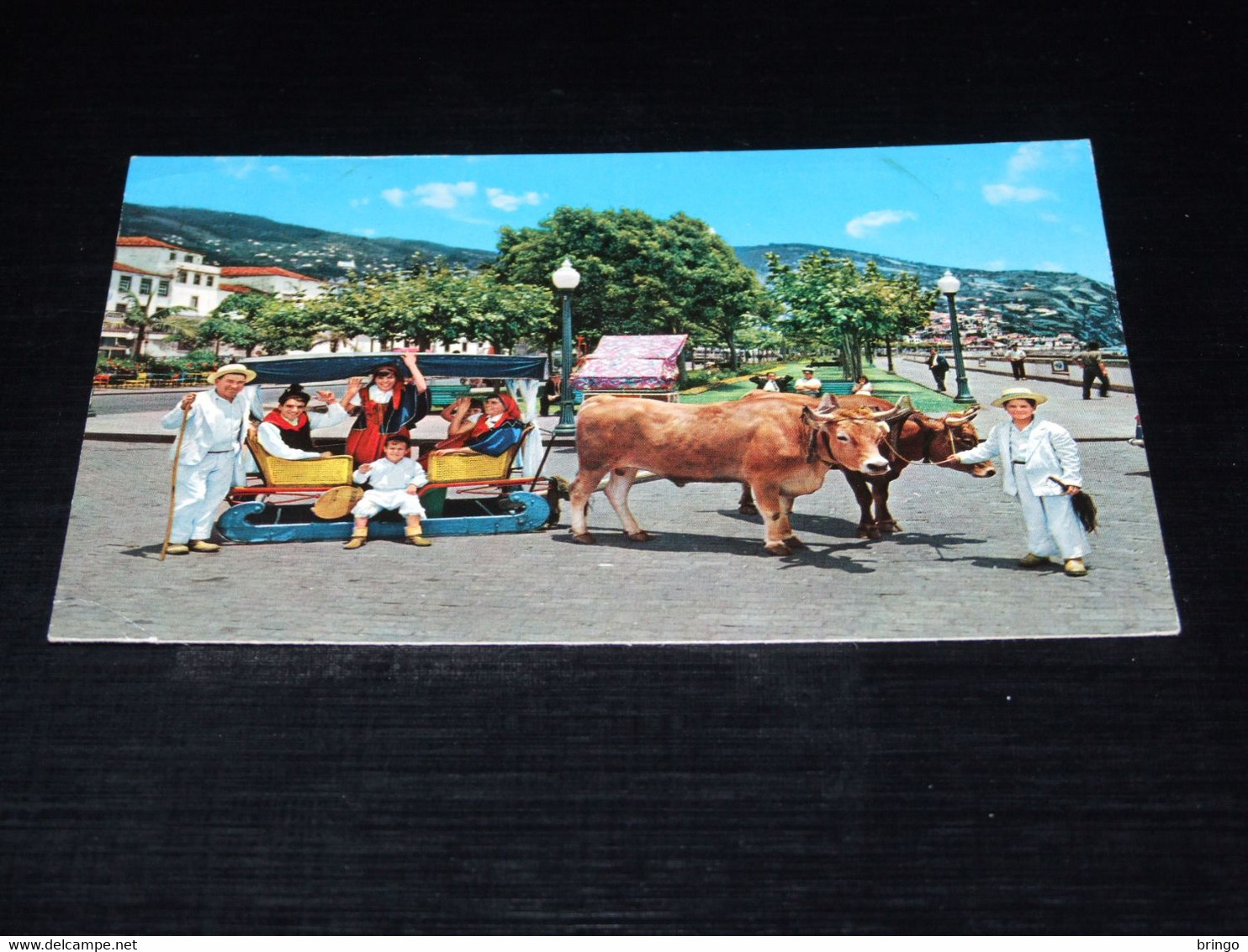 41985-                        MADEIRA, FUNCHAL - Taureaux