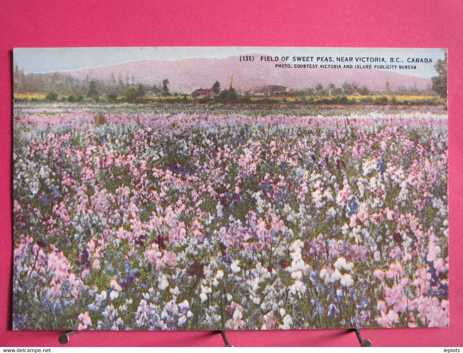 Visuel Très Peu Courant - Canada - Field Of Sweet Peas Near Victoria - R/verso - Victoria