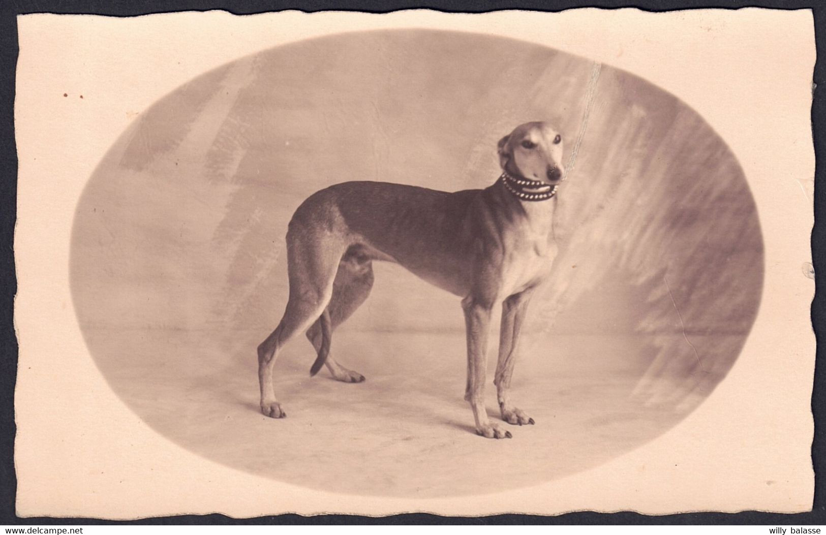 +++ Photo Carte - Foto Kaart - Phot. Famaey à SCHAERBEEK - SCHAARBEEK - Chien - Dog   // - Schaerbeek - Schaarbeek