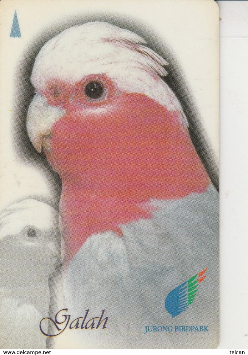 PERROQUET GALAH - Parrots