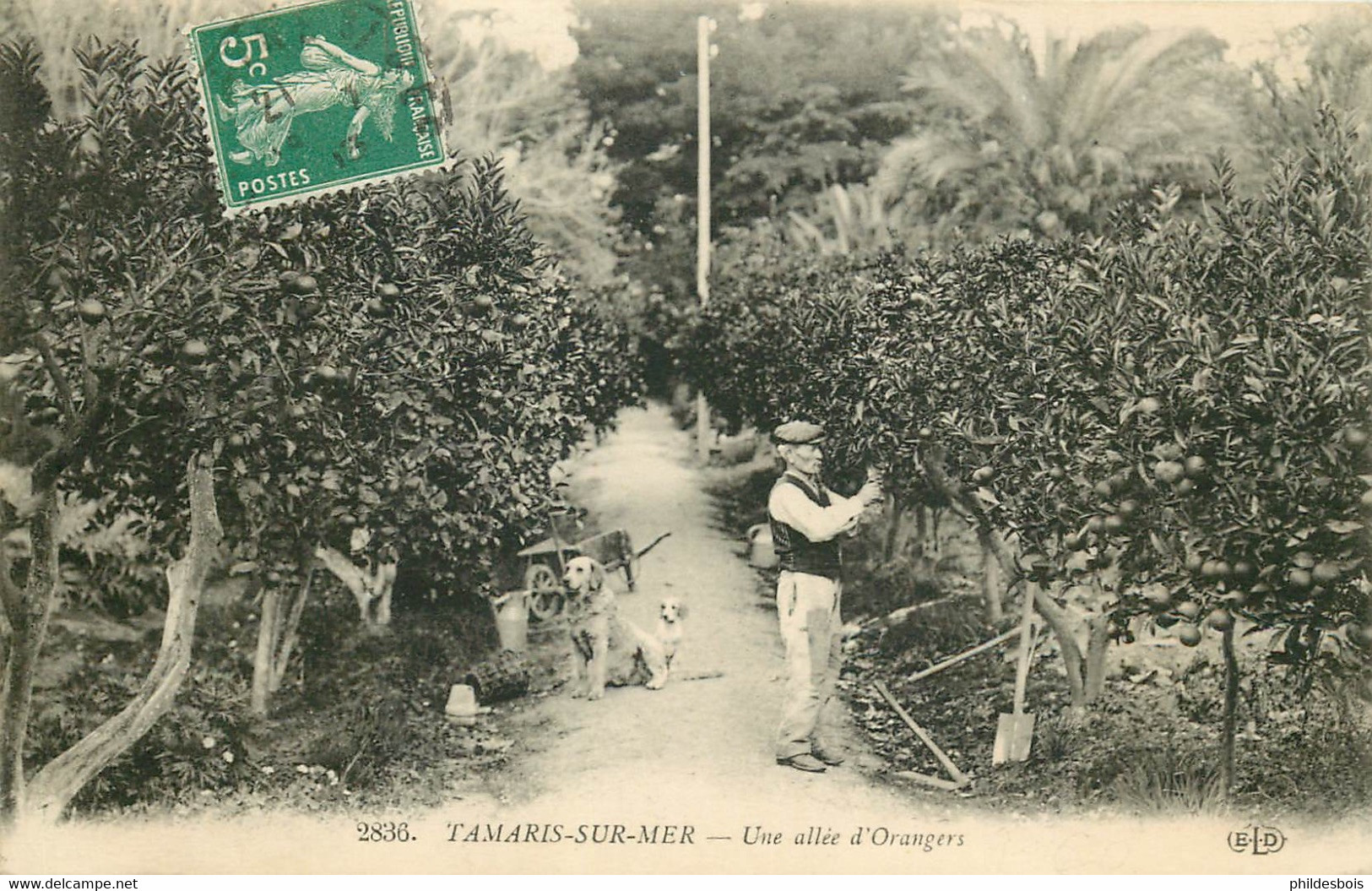 VAR  TAMARIS SUR MER  Une Allée D'orangers - Tamaris