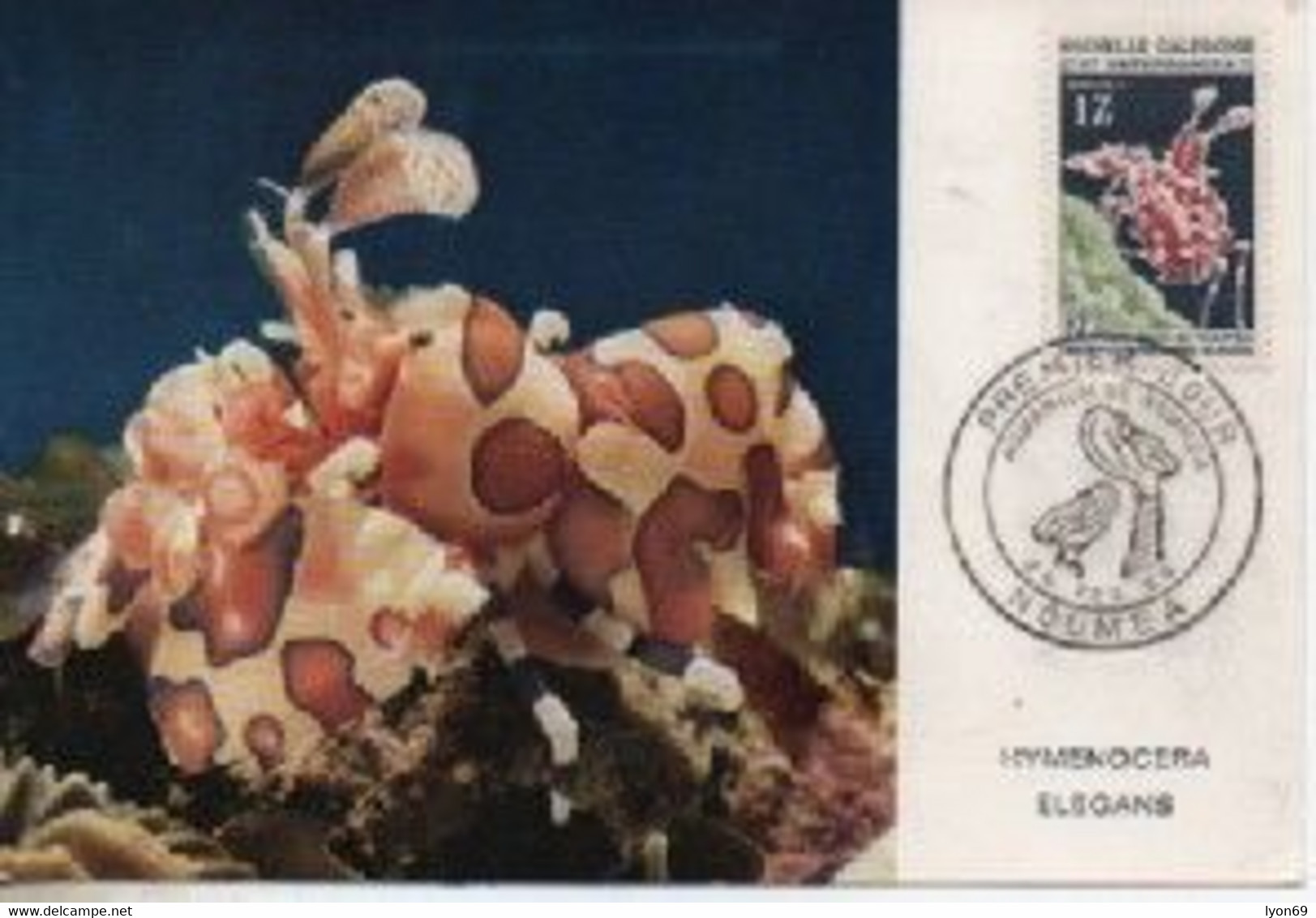 NOUVELLE CALEDONIE LIMACE DE MER        N° YVERT ET TELLIER   224  1964 - Cartoline Maximum