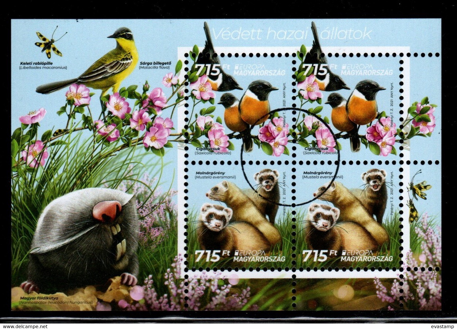 HUNGARY - 2021. SPECIMEN S/S - EUROPA 2021: Protected National Wildlife  /  Polecat / Songbird  MNH!!! - Proofs & Reprints