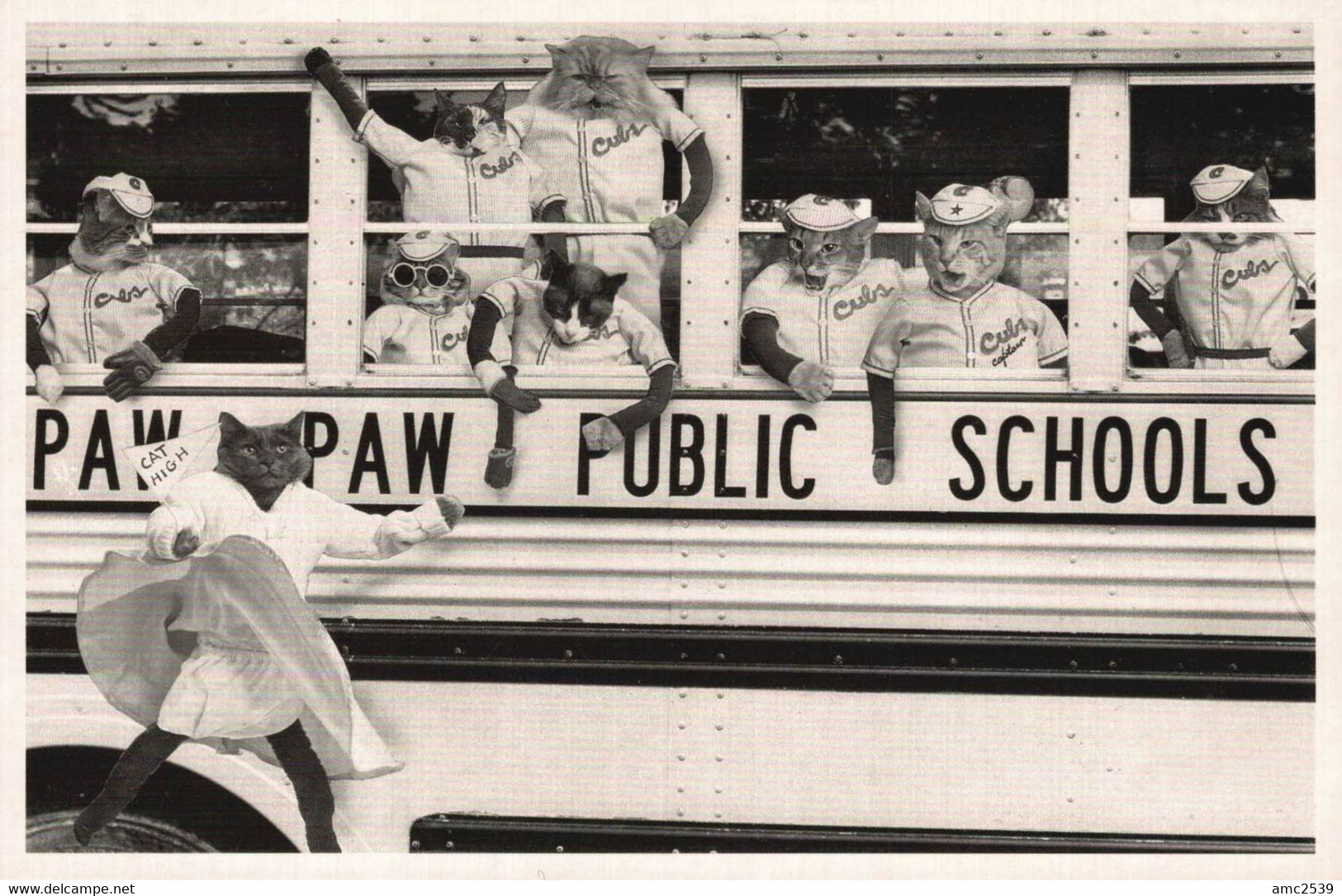 CHAT   CPM  Paw Paw School Bus    Photographe: Terry Deroy Gruber   TBE - Cats