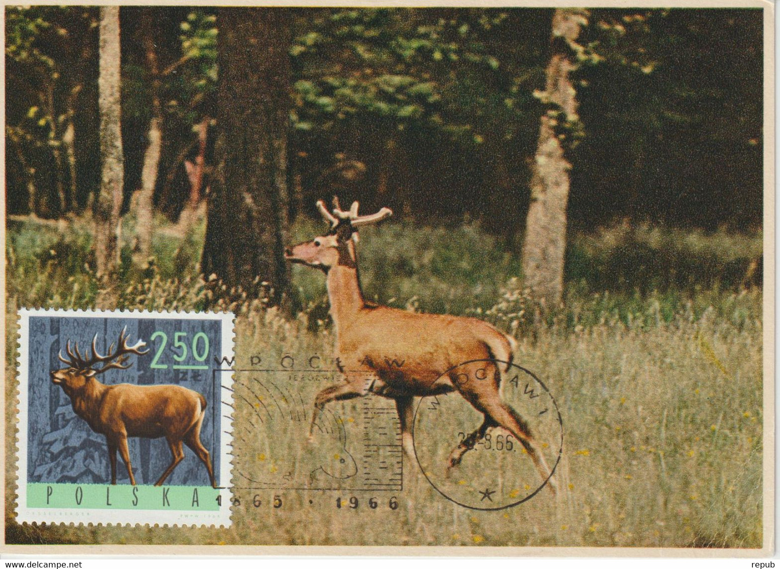 Pologne Carte Maximum 1965 Cerf 1489 - Cartes Maximum