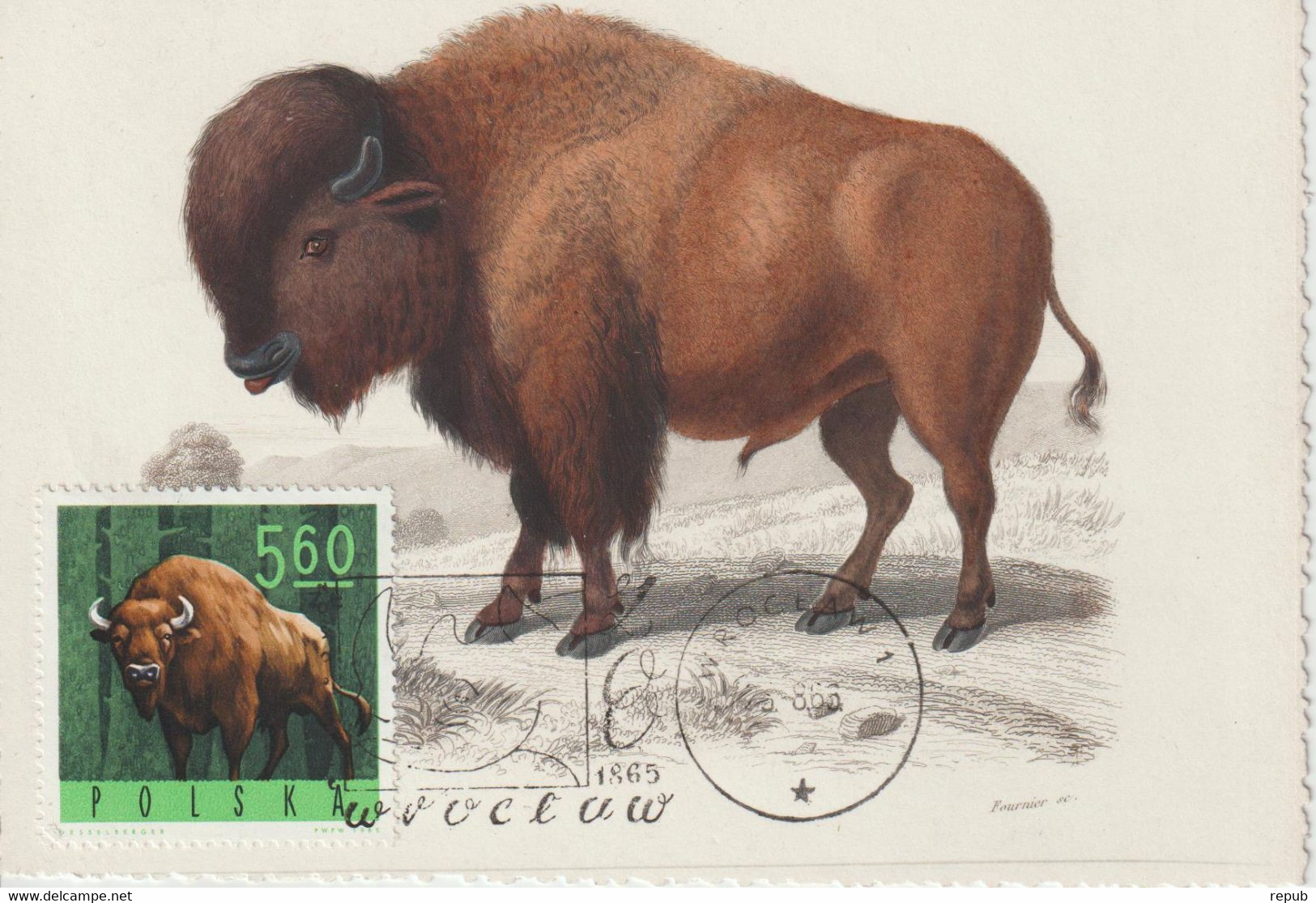 Pologne Carte Maximum 1965 Bison 1490 - Maximum Cards