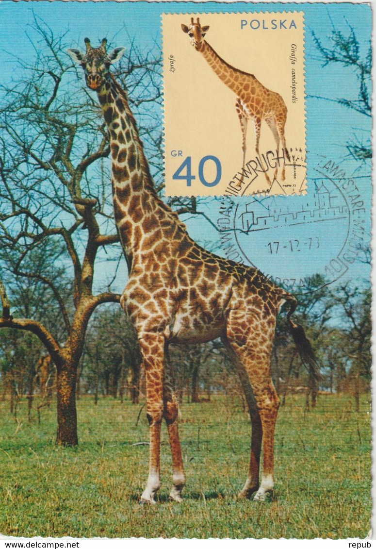 Pologne Carte Maximum 1972 Girafe 2008 - Cartes Maximum