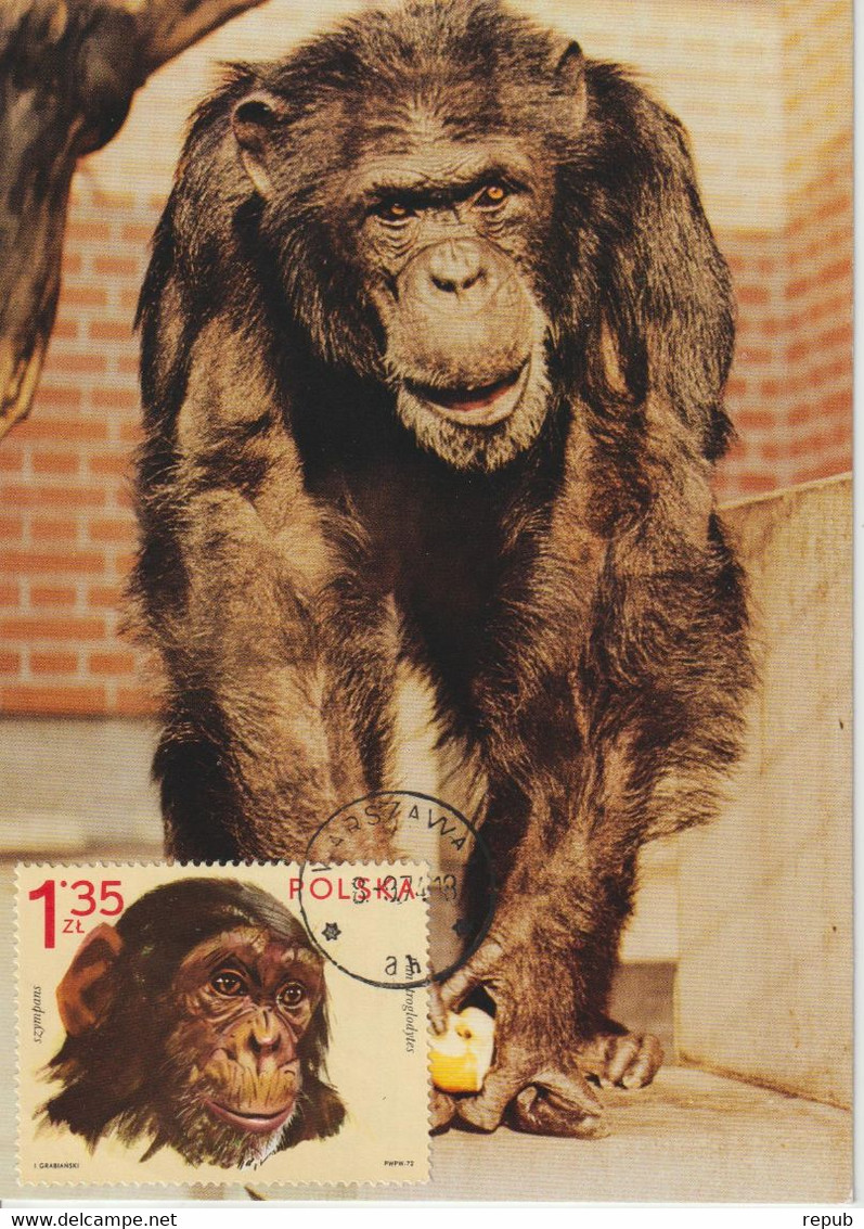 Pologne Carte Maximum 1972 Chimpanzé 2010 - Maximumkaarten