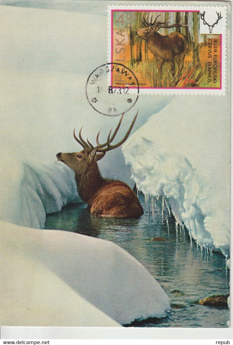 Pologne Carte Maximum 1973 Cerf 2097 - Cartes Maximum