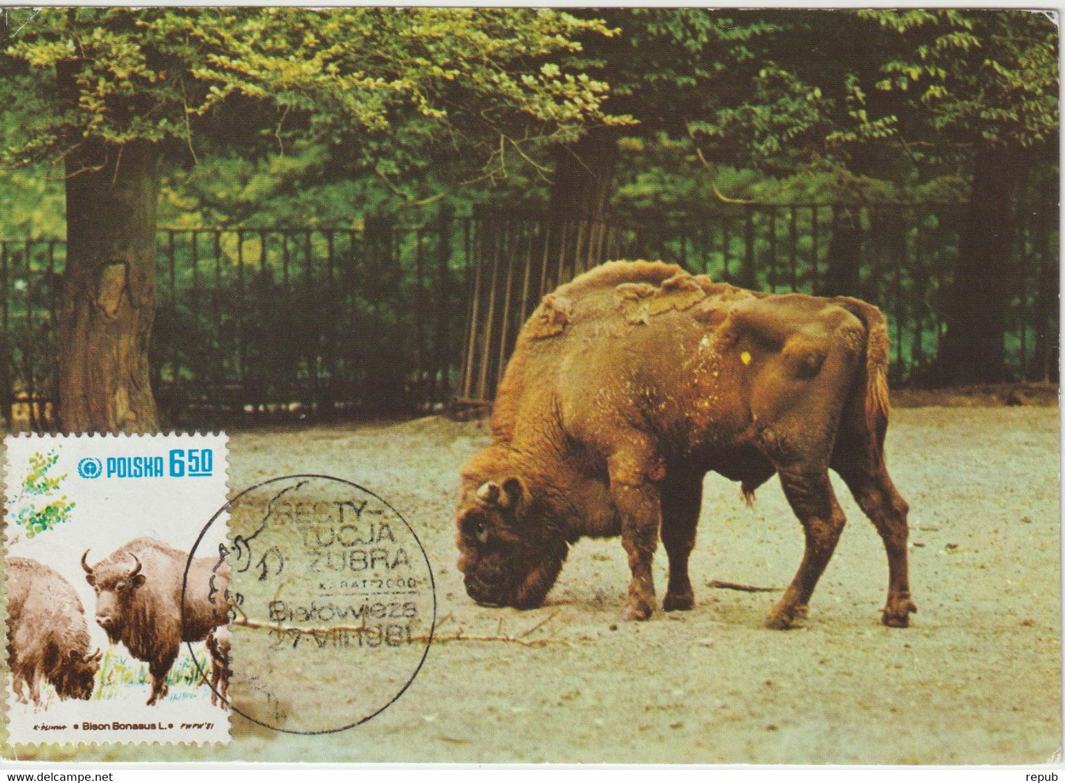 Pologne Carte Maximum 1981 Bison 2581 - Maximumkaarten