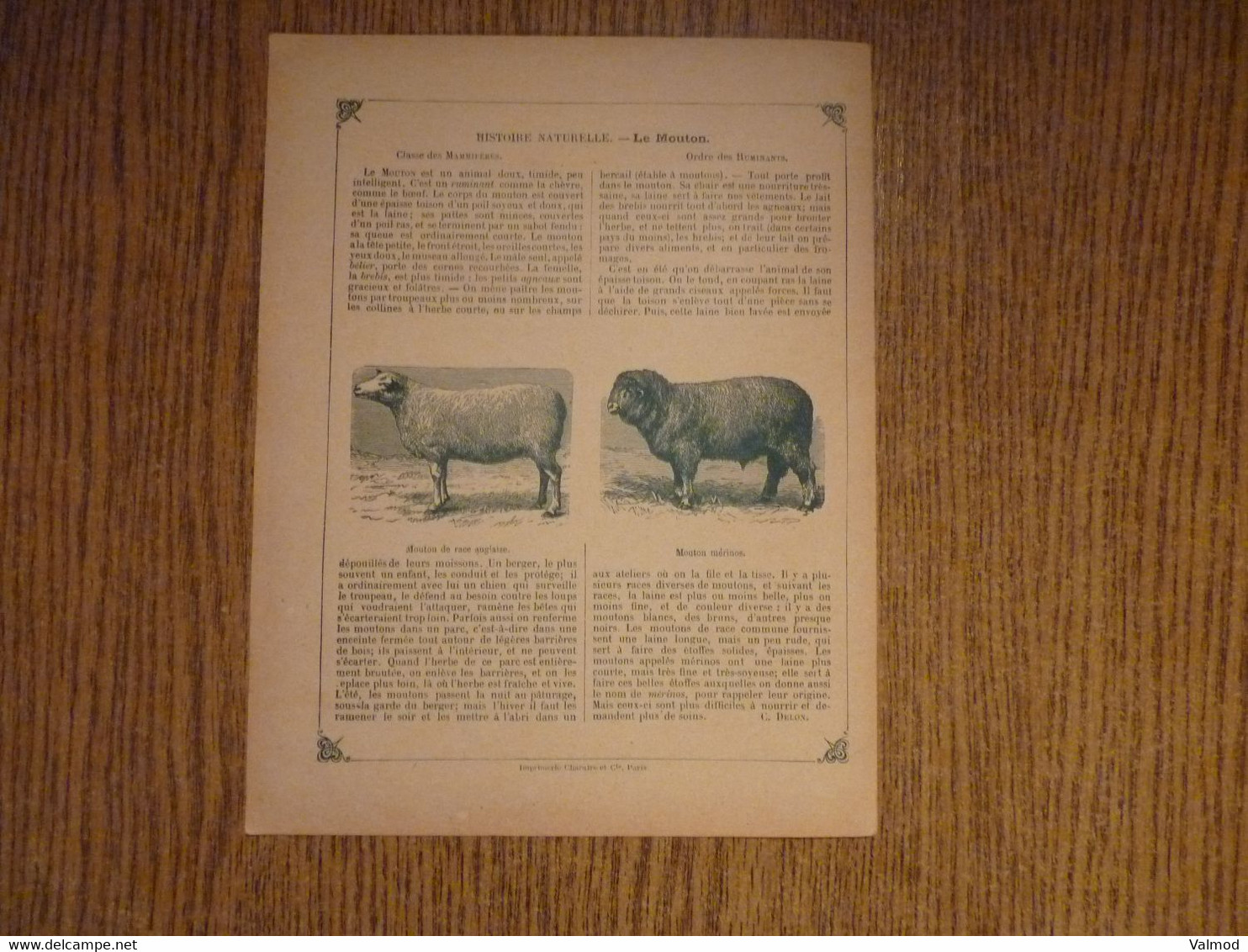 Protège-Cahier/Couverture "Moutons Au Pâturage - Histoire Naturelle" - Format Plié 22,3x 17,2 Cm Env. - Protège-cahiers