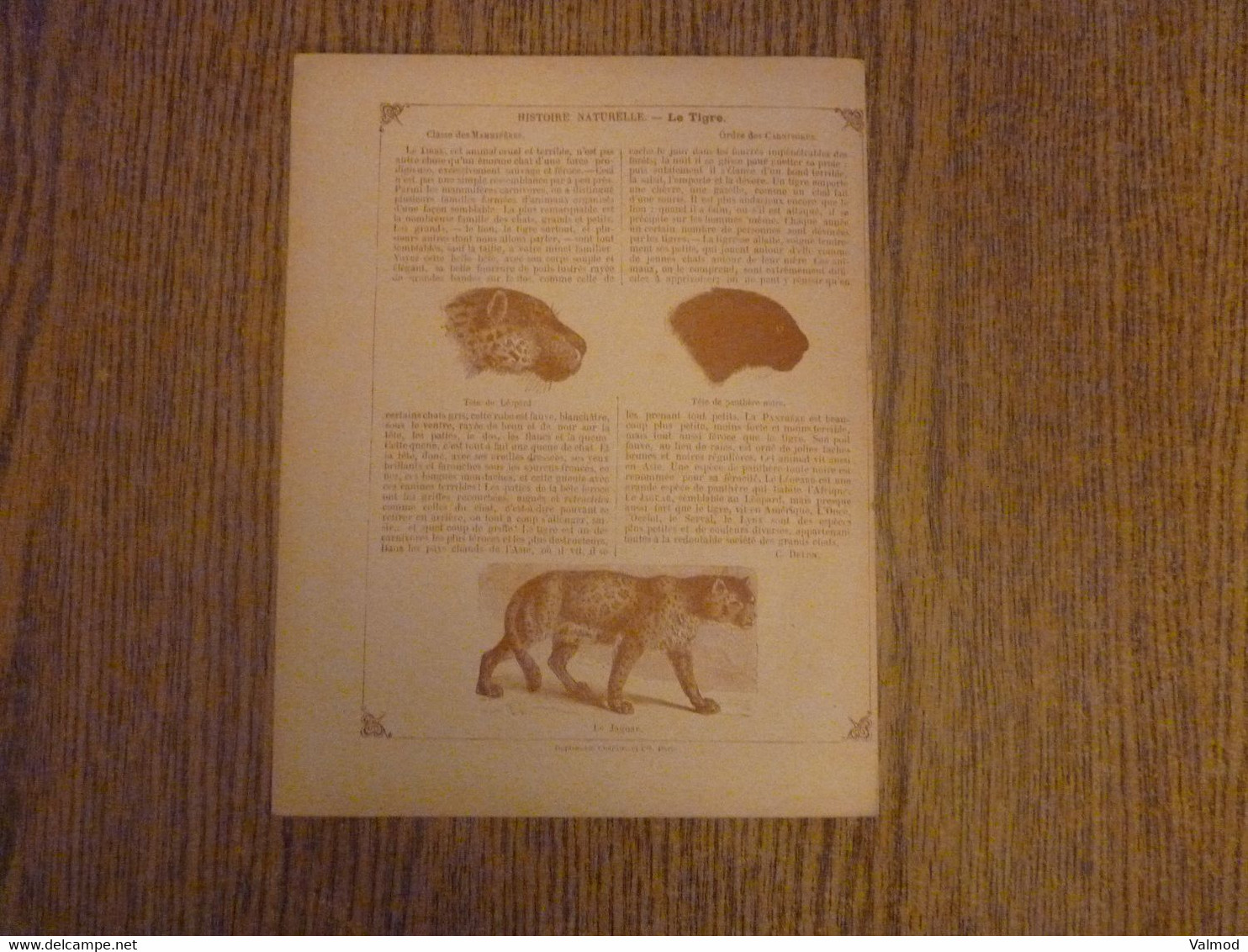 Protège-Cahier/Couverture "Le Tigre - Histoire Naturelle" - Format Plié 22,3x 17,2 Cm Env. - Protège-cahiers