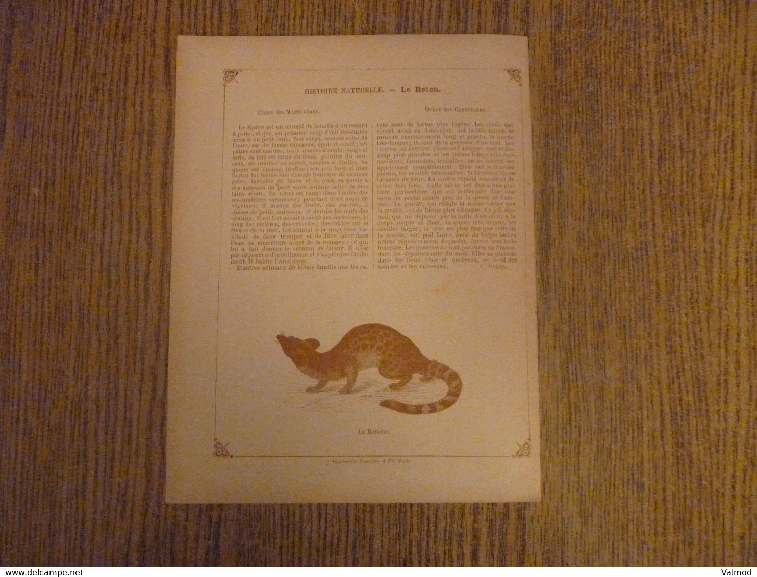 Protège-Cahier/Couverture "Le Raton Laveur - Histoire Naturelle" - Format Plié 22,3x 17,2 Cm Env. - Protège-cahiers