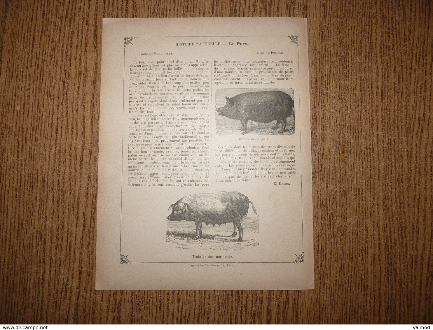 Protège-Cahier/Couverture "Troupeau De Porcs Au Pâturage - Histoire Naturelle" - Format Plié 22,3x 17,2 Cm Env. - Protège-cahiers