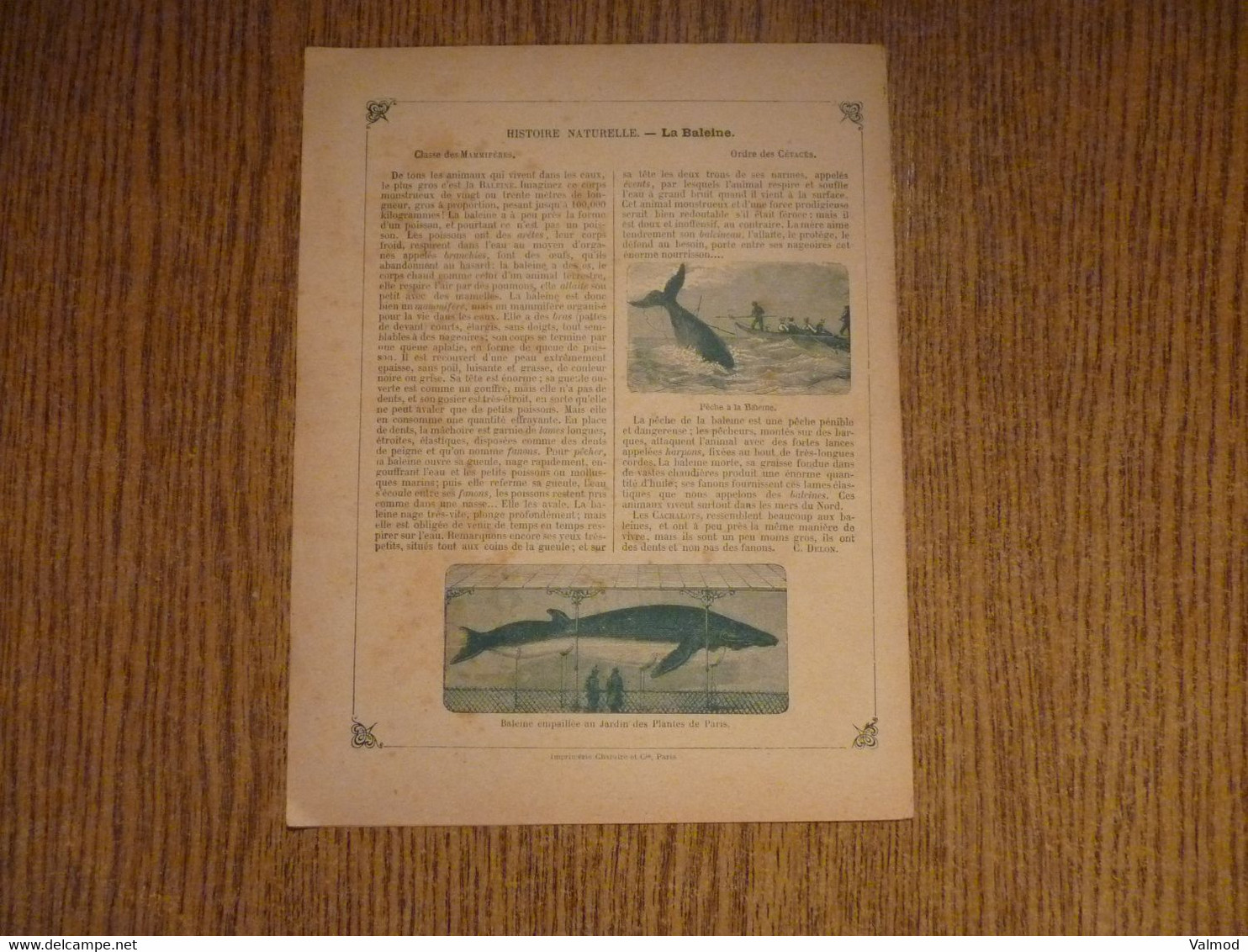 Protège-Cahier/Couverture "La Baleine - Histoire Naturelle" - Format Plié 22,3x 17,2 Cm Env. - Protège-cahiers