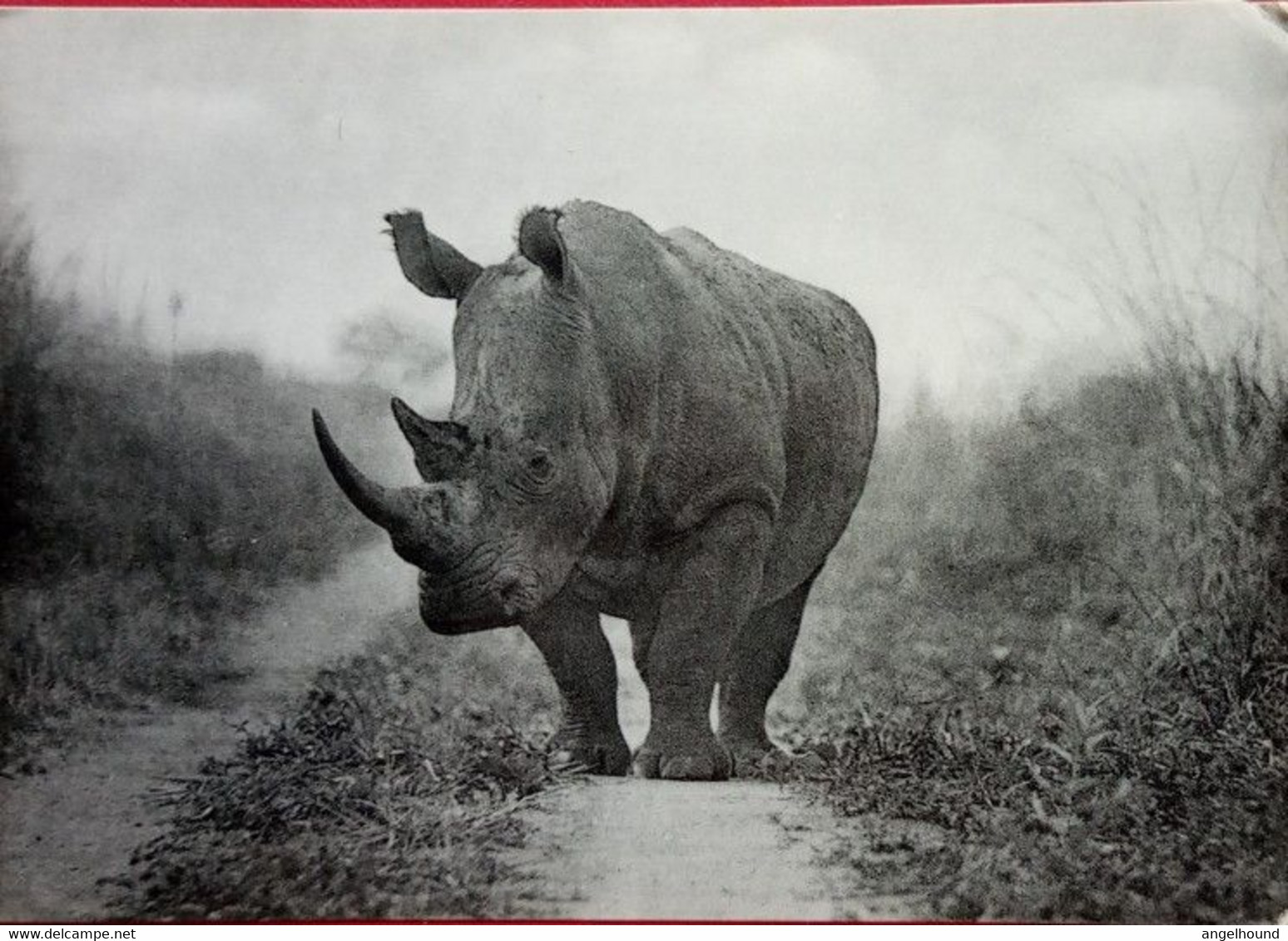 Burchell's Rhinoceros - Rhinozeros