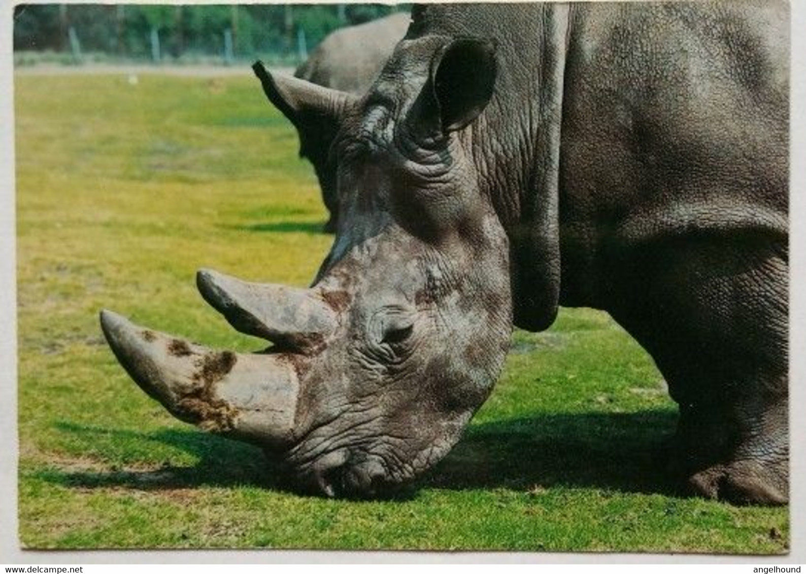 Neushoorn ( Rhinoceros ) - Rhinozeros