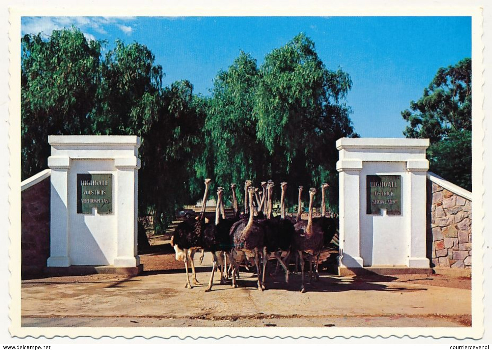 9 CPM - AFRIQUE DU SUD - Highgate Ostrich Farm, OUDTSHOORN - Fermes D'Autruches - Sudáfrica