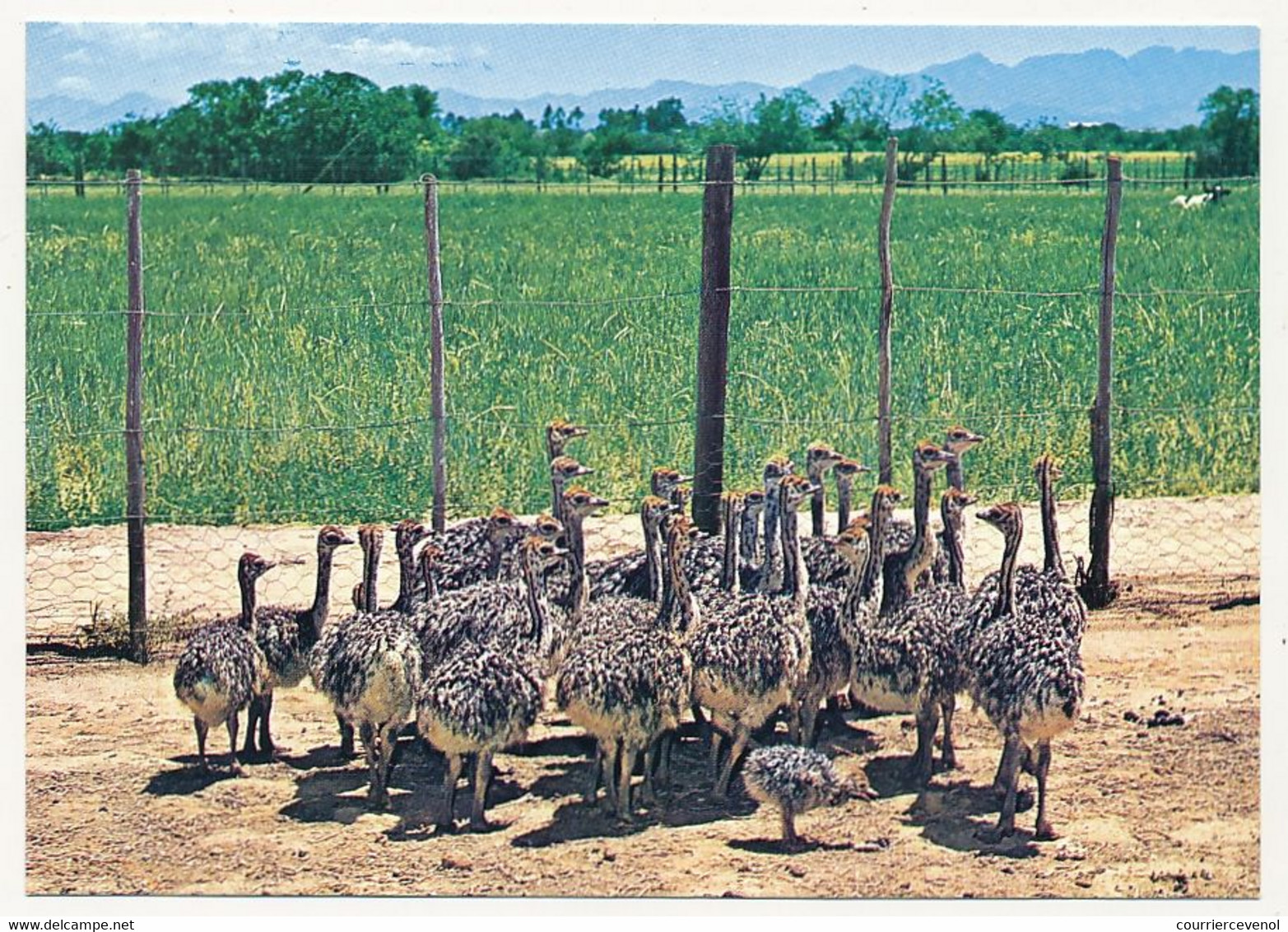 9 CPM - AFRIQUE DU SUD - Highgate Ostrich Farm, OUDTSHOORN - Fermes D'Autruches - Afrique Du Sud