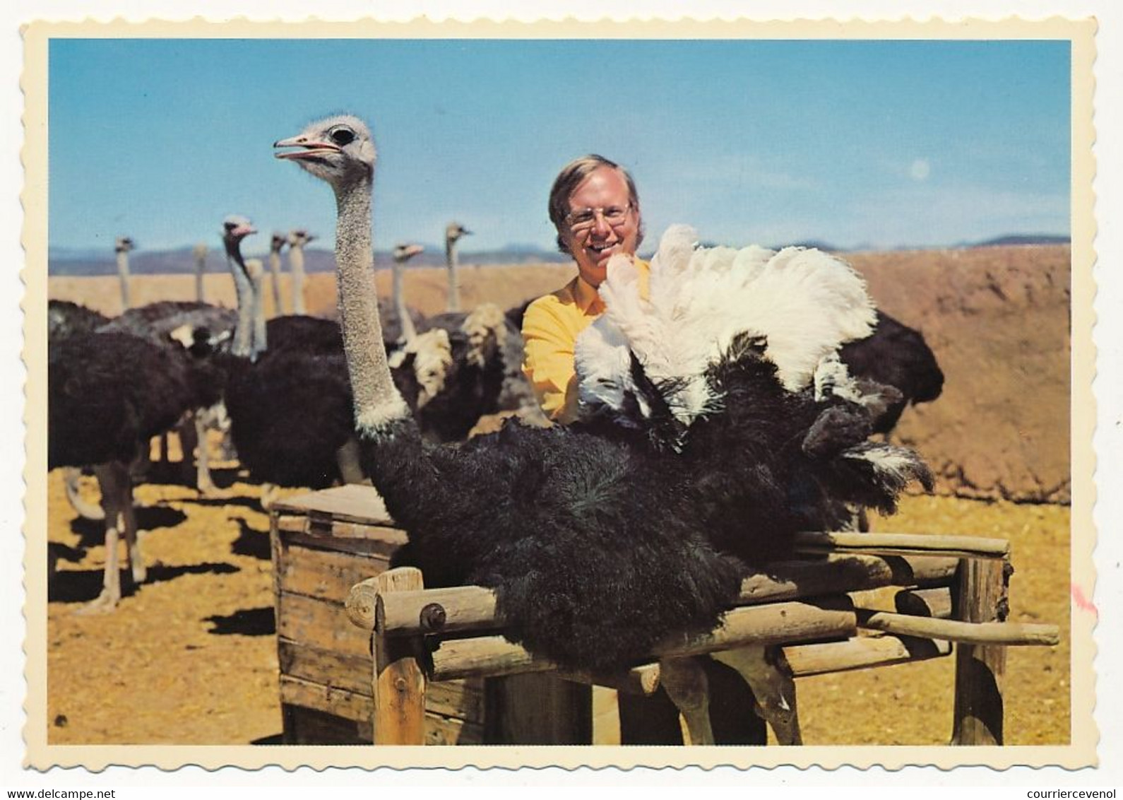 9 CPM - AFRIQUE DU SUD - Highgate Ostrich Farm, OUDTSHOORN - Fermes D'Autruches - Sudáfrica