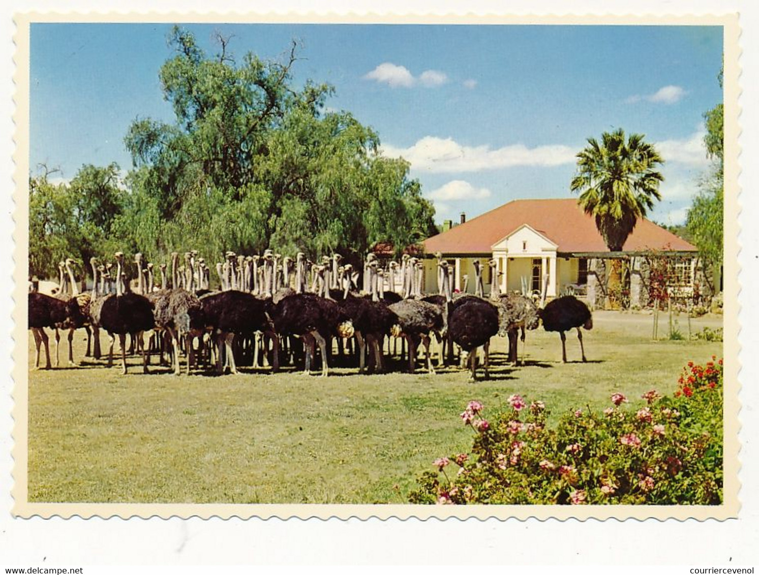 9 CPM - AFRIQUE DU SUD - Highgate Ostrich Farm, OUDTSHOORN - Fermes d'Autruches