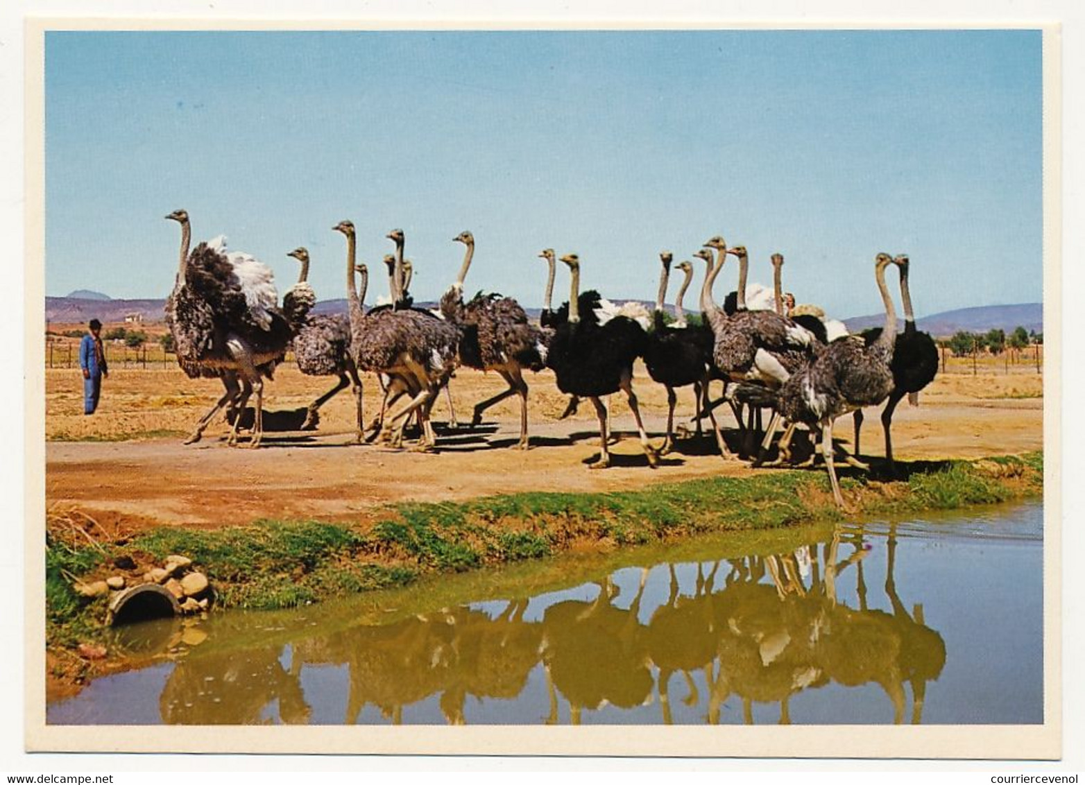 9 CPM - AFRIQUE DU SUD - Highgate Ostrich Farm, OUDTSHOORN - Fermes d'Autruches