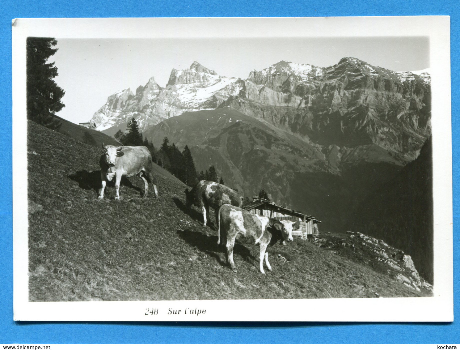 JUL271, Sur L'Alpe, Vache, Kuh, , Kunz Villars S/ Ollon,  GF , Non Circulée - Villars-les-Moines