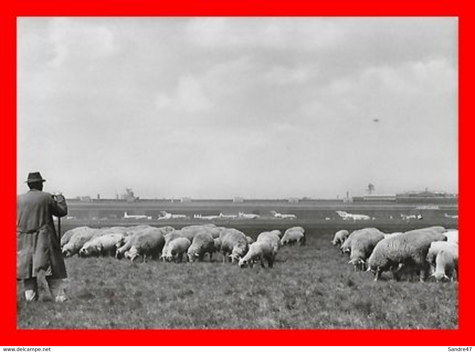 CPSM/gf BERLIN (Allemagne)  Zentralflughafen Tempelhof, Berger Et Moutons...N867 - Tempelhof